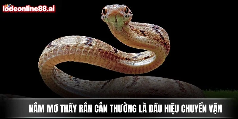 Nằm Mơ Thấy Rắn - Con Số May Mắn Ẩn Sau Giấc Chiêm Bao 3 Nằm mơ thấy rắn cắn thường là dấu hiệu chuyển vận